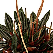 Zwergpfeffer (Peperomia caperata Rosso, Topfgröße: 12 cm, Dunkelgrün/Purpurrot)