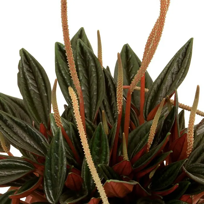 Piardino Peperomia - Peperomia caperata Rosso, Tamaño de maceta: 12 cm, Verde oscuro/Rojo púrpura - Primer plano de una planta Peperomia con hojas verde oscuro y espigas de flores color crema, destacando su aspecto elegante.