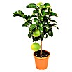 Piardino Zitronenbaum (Citrus limon, Topfgröße: 20 cm, Mit Früchten)