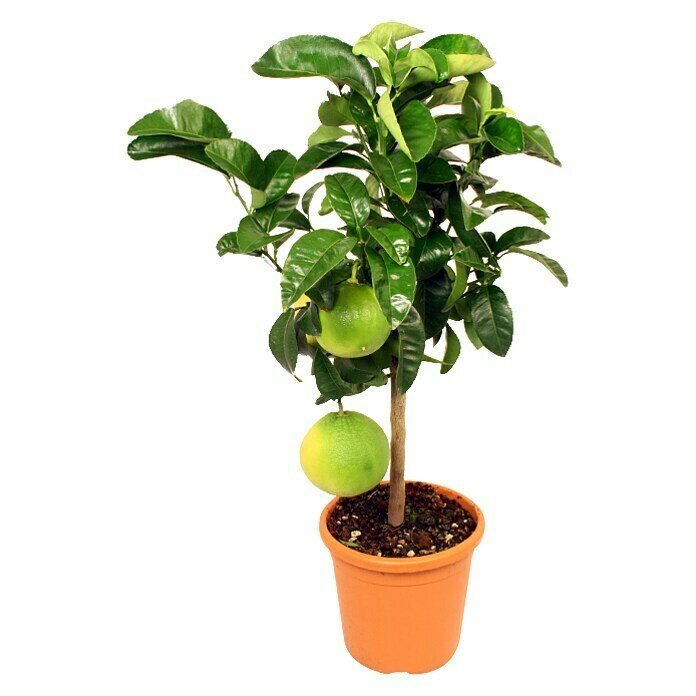 Piardino Zitronenbaum (Topfgröße: 20 cm, Mit Früchten)