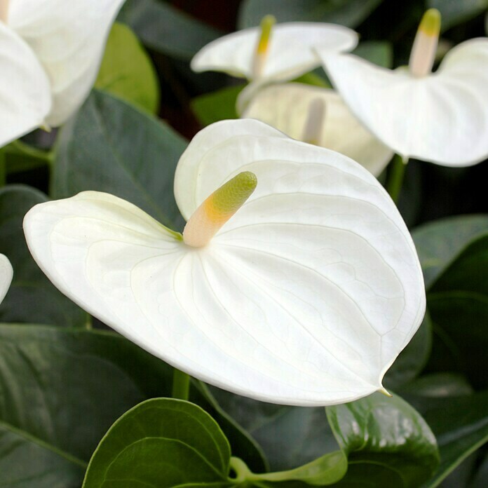 Piardino FlamingoblumeAnthurium x andreanum, Topfgröße: 12 cm, Weiß Detail Shot