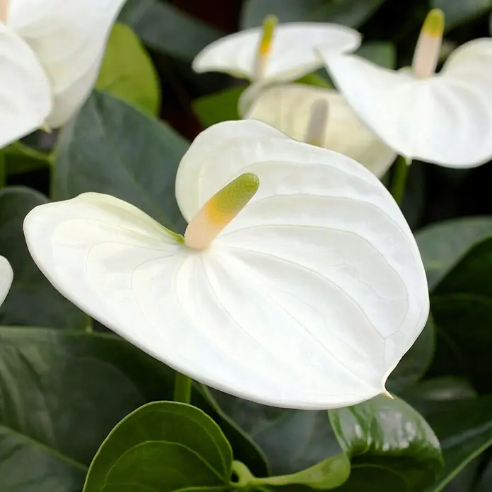 anthurium in glass vase 8