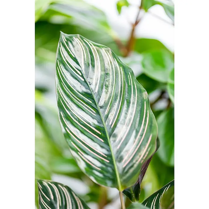 Piardino KorbmaranteCalathea Dottie, Topfgröße: 19 cm - Nahaufnahme eines Calathea ornata Blattes, dessen grüne Oberfläche von zarten, rosa Streifen durchzogen ist. Die Blattstruktur ist deutlich sichtbar.