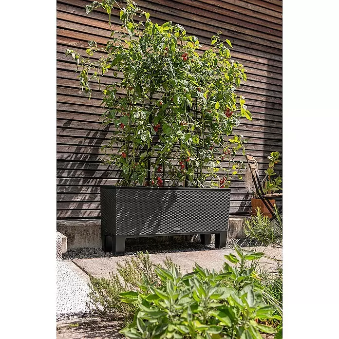 Lechuza Pflanzgefäß-Sockel Trio 30 - Passend für: Lechuza Cottage Pflanzgefäß Trio 30 - Schwarzes, rechteckiges Pflanzgefäß in Rattan-Optik mit Spalier, gefüllt mit Tomatenpflanzen und roten Tomaten, im Freien vor einer Holzwand.