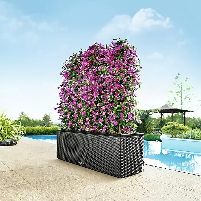 Lechuza Rankgitter Trio 30 - Passend für: Lechuza Cottage Pflanzgefäß Trio 30 - Großer schwarzer Rattan-Pflanzkasten mit hohem Spalier, gefüllt mit leuchtend violetten Bougainvillea-Blüten, am Pool.
