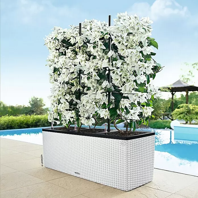 Lechuza Rankgitter Trio 30 - Passend für: Lechuza Cottage Pflanzgefäß Trio 30 - Weißer Blumenkasten in Rattan-Optik mit weißen Kletterblumen an schwarzem Rankgitter am Pool.