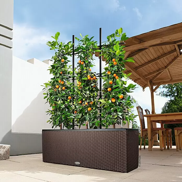 Lechuza Rankgitter Trio 30 - Passend für: Lechuza Cottage Pflanzgefäß Trio 30 - Großer dunkelbrauner Pflanzkübel in Korbgeflecht-Optik mit schwarzem Rankgitter, zwei Zitrusbäume mit Orangen auf einer Terrasse haltend.