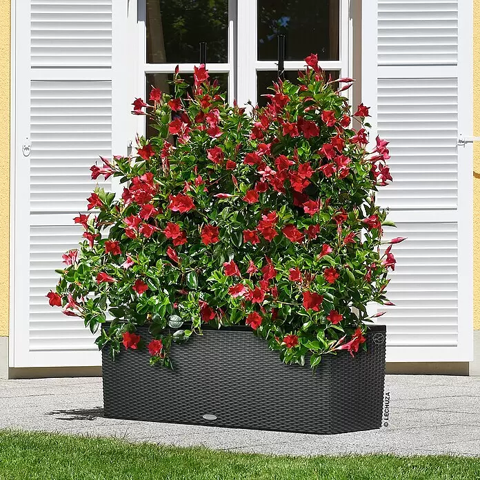 Lechuza Rankgitter Trio 30 - Passend für: Lechuza Cottage Pflanzgefäß Trio 30 - Großer, dunkelgrauer Pflanzkübel mit Flechtmuster, gefüllt mit leuchtend roten Blumen, belebt eine sonnige Terrasse.