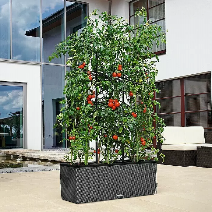 Lechuza Rankgitter Trio 30 - Passend für: Lechuza Cottage Pflanzgefäß Trio 30 - Großer schwarzer Flechtkübel mit Tomatenpflanzen und Rankhilfe auf einer Terrasse.