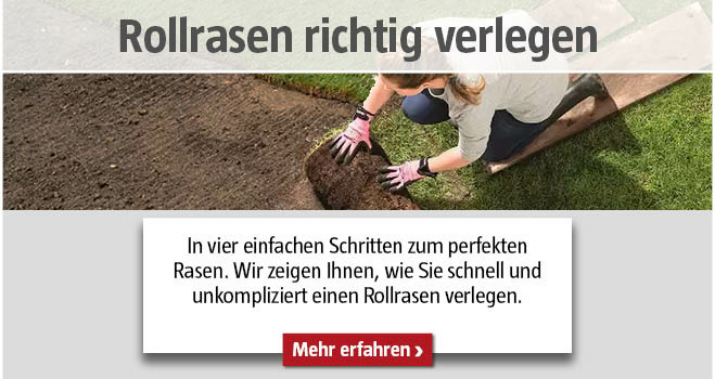 Rollrasen