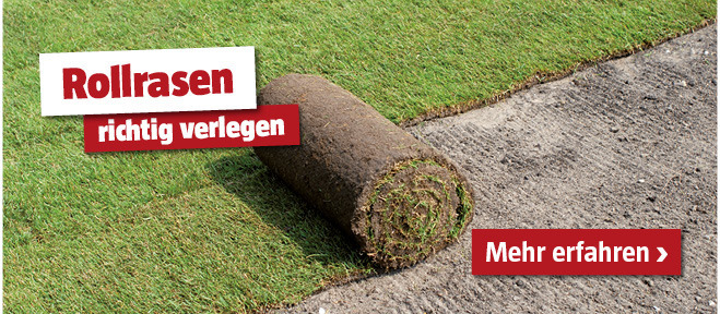 Rollrasen