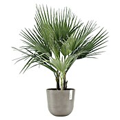 Ecopots Oslo Pflanztopf (Außenmaß (Ø x H): 25 x 21,8 cm, Kunststoff, Braungrau) | BAUHAUS