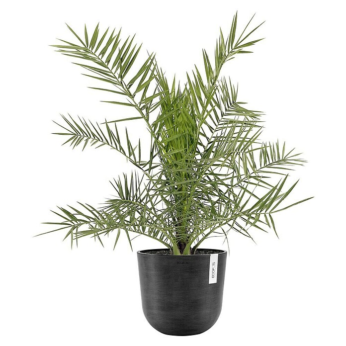 Ecopots Oslo Pflanztopf (Außenmaß (Ø x H): 25 x 21,8 cm, Kunststoff, Dunkelgrau) | BAUHAUS