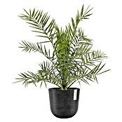 Ecopots Oslo Pflanztopf (Außenmaß (Ø x H): 25 x 21,8 cm, Kunststoff, Dunkelgrau) | BAUHAUS
