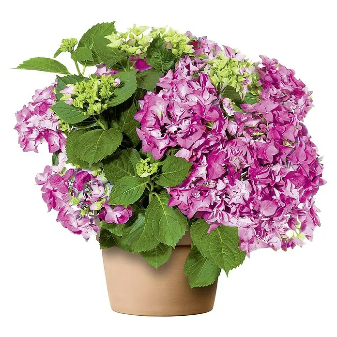 Deroma Pflanztopf Perfetto - Außenmaß (Ø x H): 24 x 19,7 cm, Naturmaterialien, Waschweiß/Terracotta - Eine üppige, pinkfarbene Hortensie in einem terrakottafarbenen Topf, die mit ihren Blüten und grünen Blättern einen Farbtupfer ins Haus bringt.