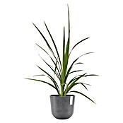 Ecopots Oslo Pflanztopf (Außenmaß (Ø x H): 25 x 21,8 cm, Kunststoff, Grau) | BAUHAUS