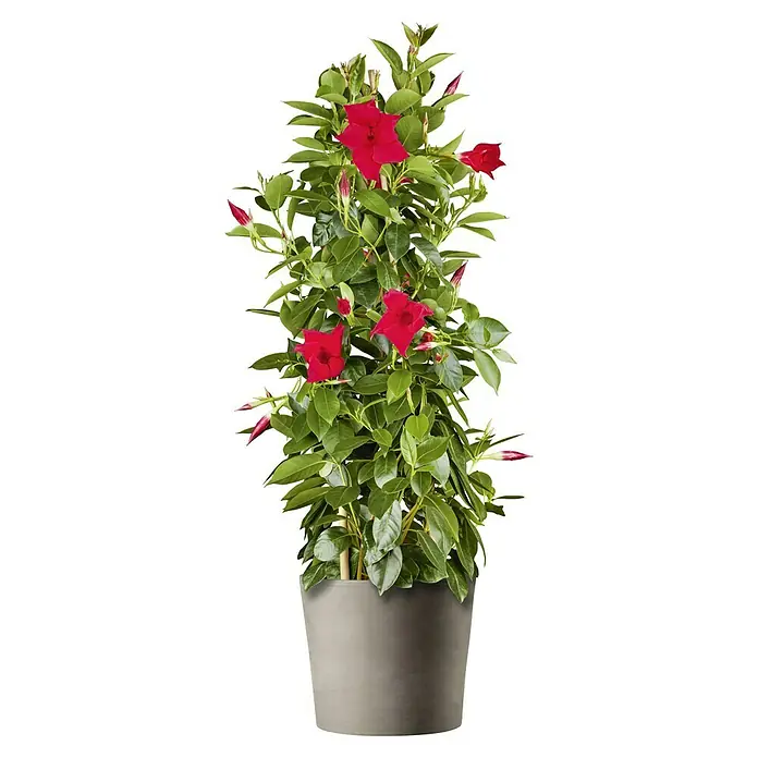 Deroma Grafite Pflanztopf Vaso Cilindrico - Außenmaß (Ø x H): 25,2 x 21,1 cm, Naturmaterialien, Graphit - Eine Mandevilla im Topf, die mit ihren leuchtend roten Blüten und dem üppigen Grün ein echter Hingucker ist, bringt tropisches Flair in jeden Raum.