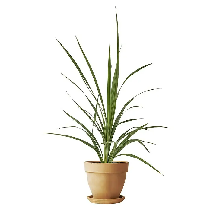 Deroma White Garden Pflanztopf Montelupo Set - Außenmaß (Ø x H): 27 x 24,5 cm, Naturmaterialien, Tonweiß - Zimmerpflanze mit langstieligen Blättern in einem Terrakottatopf, die jedem Raum eine natürliche Note verleiht.