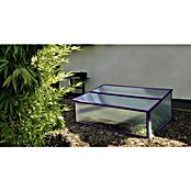Vitavia Frühbeet Levana 1 Feige (55 x 95 x 28 cm, Farbe: Lila, Polycarbonat)