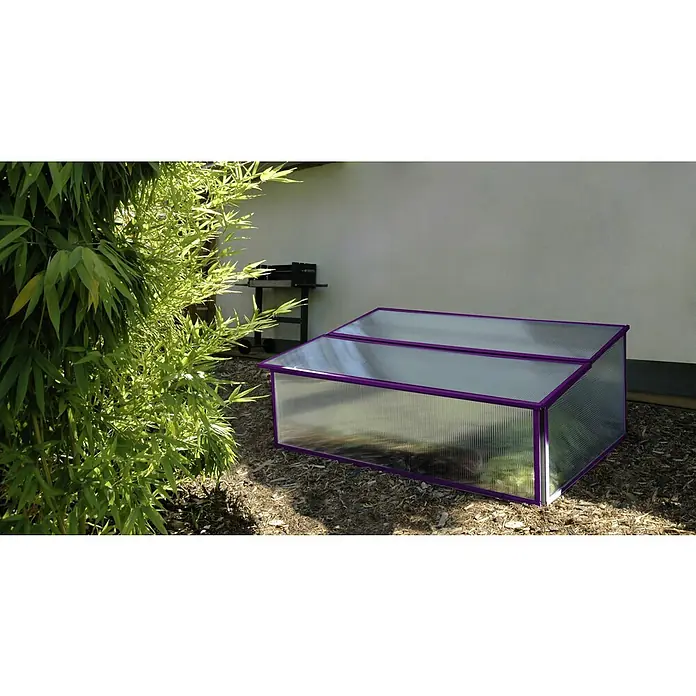 Vitavia Frühbeet Levana 1 Feige - 55 x 95 x 28 cm, Farbe: Lila, Polycarbonat - Ein rechteckiges, lila umrandetes Anlehngewächshaus, das auf einem Beet mit Erde und Holzspänen steht, daneben ein Bambusbusch.