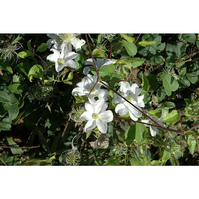 Waldrebe - Clematis Hybride 'Boulevard weiß', Topfgröße: 15 cm, Weiß - Eine Nahaufnahme von weißen Waldrebenblüten, umgeben von grünen Blättern und markanten Samenständen.