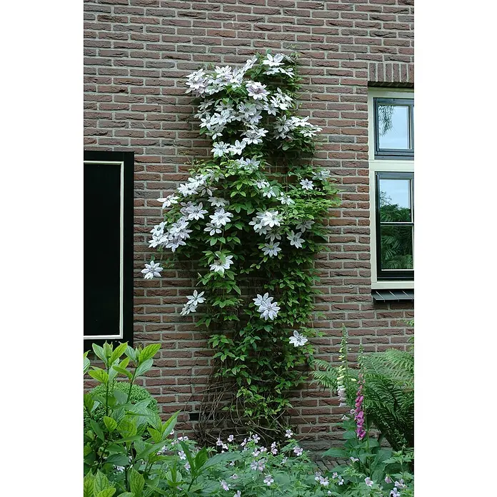 Waldrebe - Clematis Hybride 'Boulevard weiß', Topfgröße: 15 cm, Weiß - Dieses Bild zeigt eine bezaubernde Kletterpflanze mit zarten Blüten, die an einer Backsteinmauer emporrankt und einen Hauch von Natur in die Architektur bringt.
