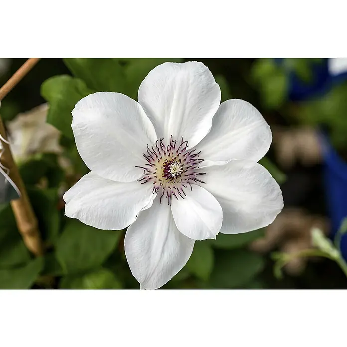 Waldrebe - Clematis Hybride 'Boulevard weiß', Topfgröße: 15 cm, Weiß - Nahaufnahme einer weißen Clematisblüte mit auffälligen violetten Staubgefäßen, umgeben von grünem Laub, die ihre elegante Schönheit hervorhebt.