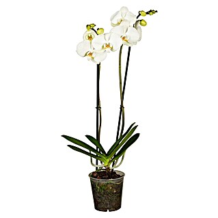 Piardino Schmetterlingsorchidee (Phalaenopsis, Topfgröße: 12 cm, Rosa/Weiß/Hellgelb/Dunkelrot/Pink, Aufrecht)