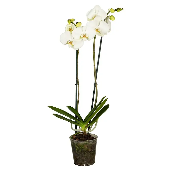 Piardino Schmetterlingsorchidee - Phalaenopsis, Topfgröße: 12 cm, Rosa/Weiß/Hellgelb/Dunkelrot/Pink, Aufrecht - Elegante weiße Orchidee im Topf. Die zarten Blüten und grünen Blätter machen diese Phalaenopsis zu einem stilvollen Blickfang für jeden Raum.