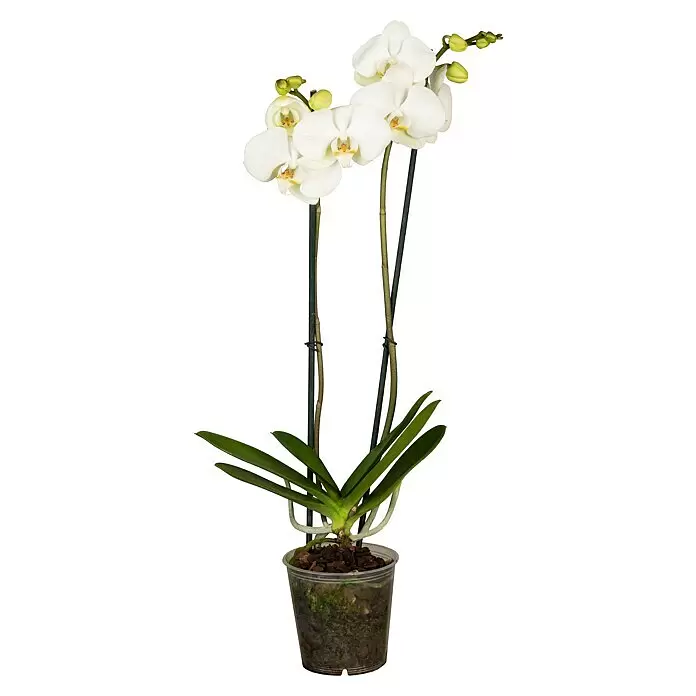 Piardino SchmetterlingsorchideePhalaenopsis in Sorten, Topfgröße: 12 cm, Anzahl Triebe: 2 Stk., Aufrecht