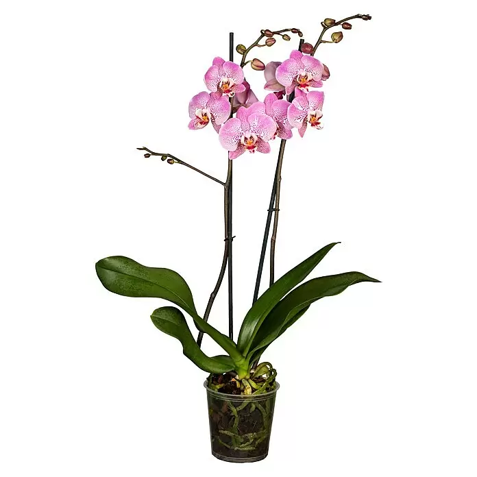 Piardino Schmetterlingsorchidee - Phalaenopsis, Topfgröße: 12 cm, Rosa/Weiß/Hellgelb/Dunkelrot/Pink, Aufrecht - Rosa Orchidee mit gesprenkelten Blüten, grünen Blättern und sichtbaren Wurzeln in einem transparenten Topf.