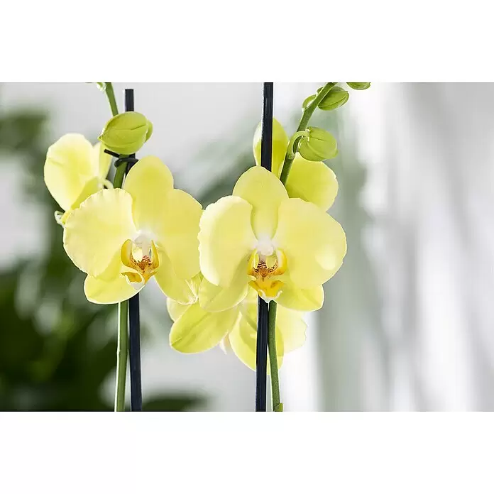 Piardino Schmetterlingsorchidee - Phalaenopsis, Topfgröße: 12 cm, Rosa/Weiß/Hellgelb/Dunkelrot/Pink, Aufrecht - Zwei leuchtend gelbe Orchideenblüten mit grünen Knospen und dunklen Stützstäben.