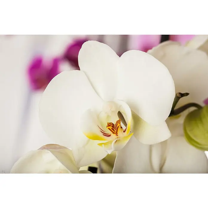 Piardino Schmetterlingsorchidee - Phalaenopsis, Topfgröße: 12 cm, Rosa/Weiß/Hellgelb/Dunkelrot/Pink, Aufrecht - Nahaufnahme einer weißen Orchideenblüte mit gelben und roten Akzenten, die die filigrane Schönheit der Blüte hervorhebt.