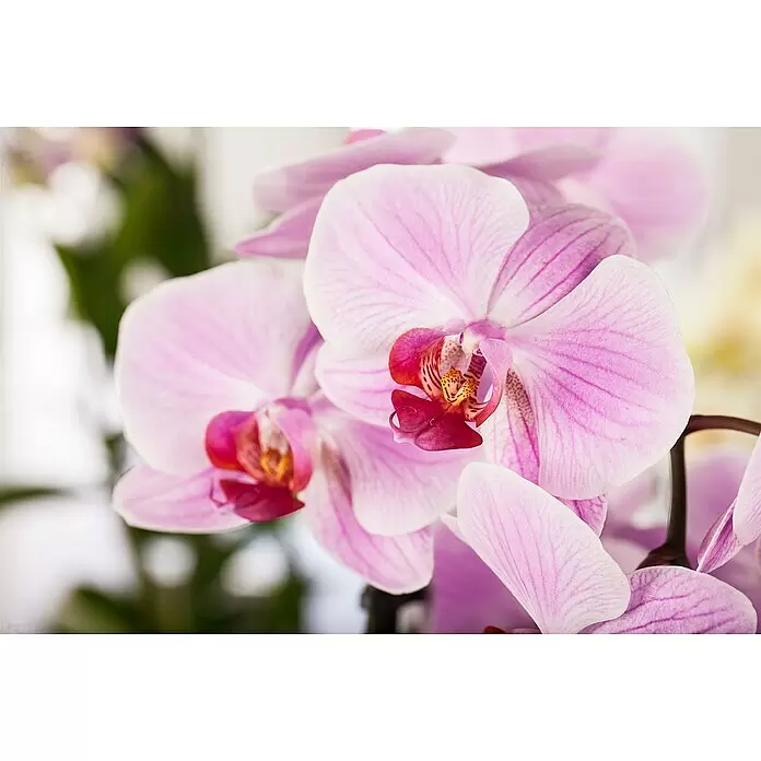 Piardino Schmetterlingsorchidee - Phalaenopsis, Topfgröße: 12 cm, Rosa/Weiß/Hellgelb/Dunkelrot/Pink, Aufrecht - Nahaufnahme von leuchtend rosa Orchideenblüten mit markanten roten und gelben Zentren und zarten, gestreiften Blütenblättern.