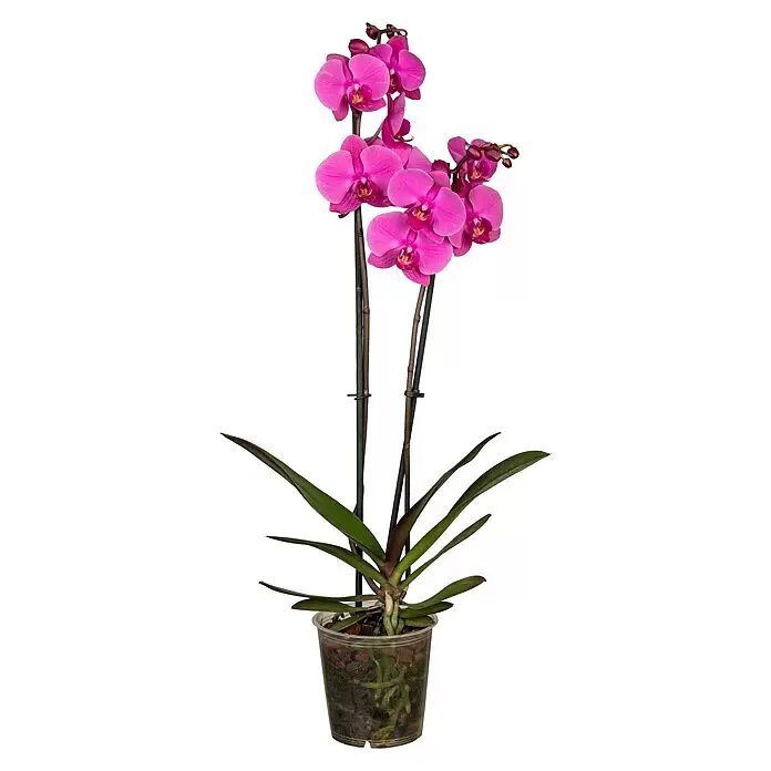 Piardino SchmetterlingsorchideePhalaenopsis in Sorten, Topfgröße: 12 cm, Anzahl Triebe: 2 Stk., Aufrecht
