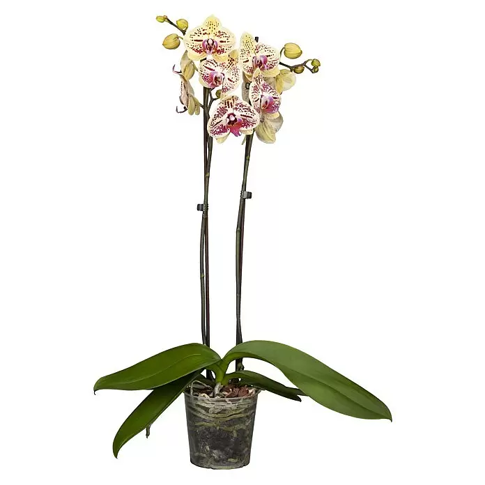 Piardino Schmetterlingsorchidee - Phalaenopsis, Topfgröße: 12 cm, Rosa/Weiß/Hellgelb/Dunkelrot/Pink, Aufrecht - Topf-Orchidee mit gelb-rot gefleckten Blüten, grünen Blättern und Wurzeln im transparenten Topf.