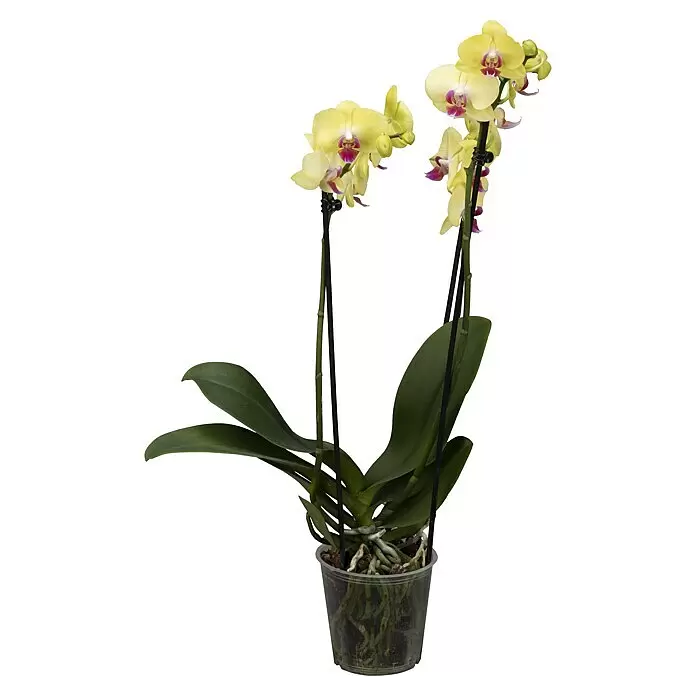 Piardino Schmetterlingsorchidee - Phalaenopsis, Topfgröße: 12 cm, Rosa/Weiß/Hellgelb/Dunkelrot/Pink, Aufrecht - Gelbe Orchideenpflanze mit rosa Blütenmitte, grünen Blättern, sichtbaren Wurzeln in einem durchsichtigen Topf und Stützstäben.