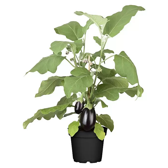 Piardino Bio Aubergine - Solanum melongena, 19 cm, Erntezeit: August - Vorderansicht
