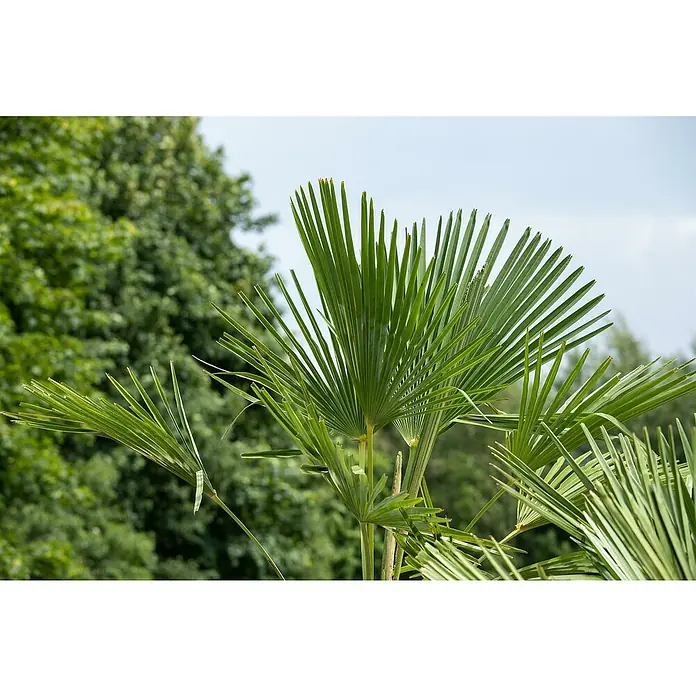 Hanfpalme - Trachycarpus fortunei, 20 l, Aktuelle Wuchshöhe: 140 cm - 160 cm - Nahaufnahme von grünen Fächerpalmenblättern vor einem verschwommenen Hintergrund aus üppigem Grün.