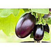 Solanum melongena 14mit Fruechten