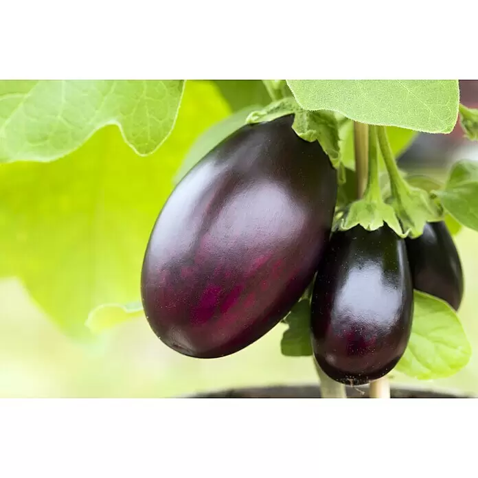 Piardino Aubergine - Solanum melongena, 14 cm, Erntezeit: Juli - Detailaufnahme