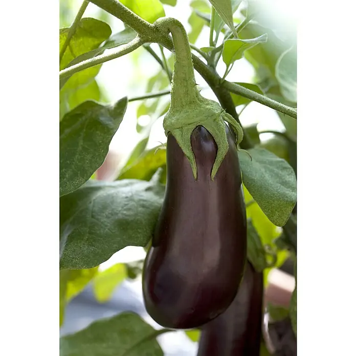 Piardino Bio Aubergine - Solanum melongena, 19 cm, Erntezeit: August - Nahaufnahme einer einzelnen, tiefvioletten Aubergine, die an einem Ast hängt und von grünen Blättern umgeben ist.