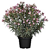 Piardino Oleander (Nerium oleander, Topfgröße: 56 cm, Rosa) | BAUHAUS