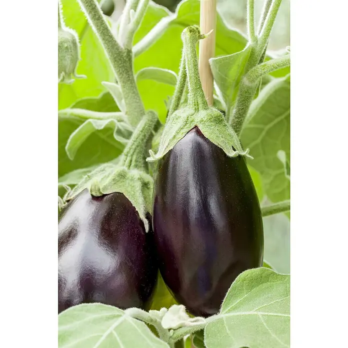 Piardino Bio Aubergine - Solanum melongena, 19 cm, Erntezeit: August - Nahaufnahme von zwei reifen, dunkelvioletten Auberginen, die an einer grünen Pflanze im Garten wachsen.