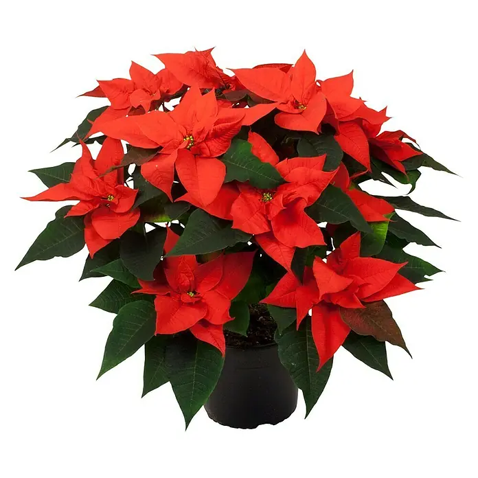 Piardino Flor de Pascua - Euphorbia pulcherima, Tamaño de maceta: 11 cm, En función de la variedad - Esta planta de nochebuena en maceta es un festivo y colorido añadido a cualquier decoración navideña.