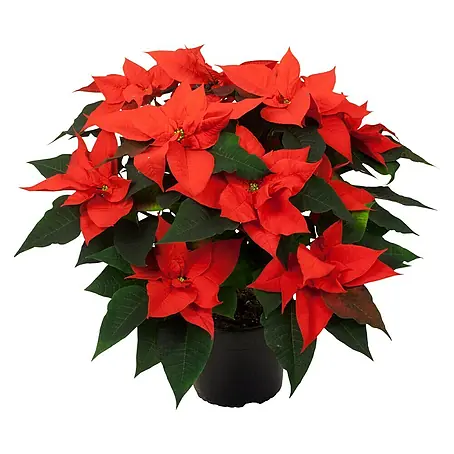 Piardino Flor de Pascua