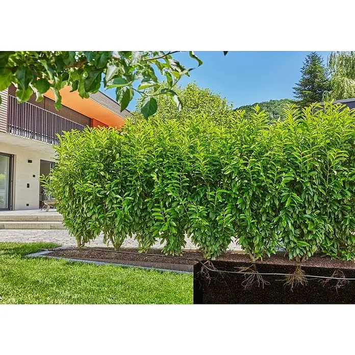 Gardena Micro-Drip Kit de iniciación para arbustos/setos - Longitud del tubo: 25 m, 1,6 l/h - Vista de una hilera de setos de laurel cerezo exuberantes en un jardín bien cuidado, que ofrecen privacidad y verdor. Las plantas están bien establecidas.