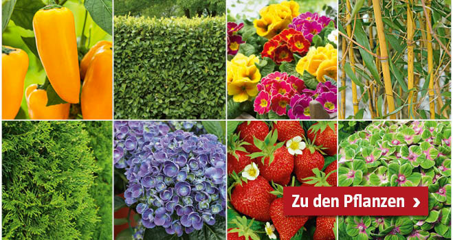 Teaser Pflanzen Selbstversorgung