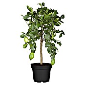 Piardino Zitronenbaum (Topfgröße: 20 cm, Mit Früchten)