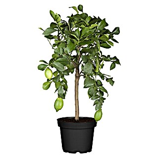 Piardino Zitronenbaum (Citrus limon, Topfgröße: 20 cm)
